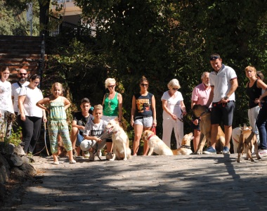 Adiestramiento Canino Grupal