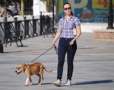 Paseador Canino