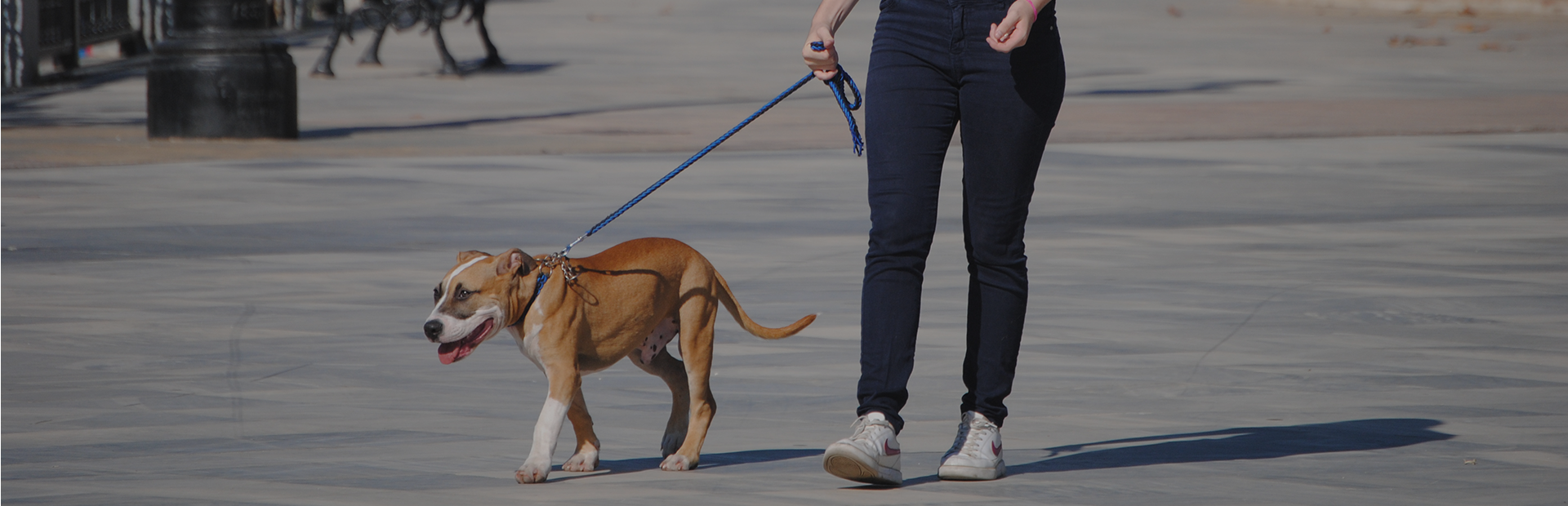 Paseador Canino