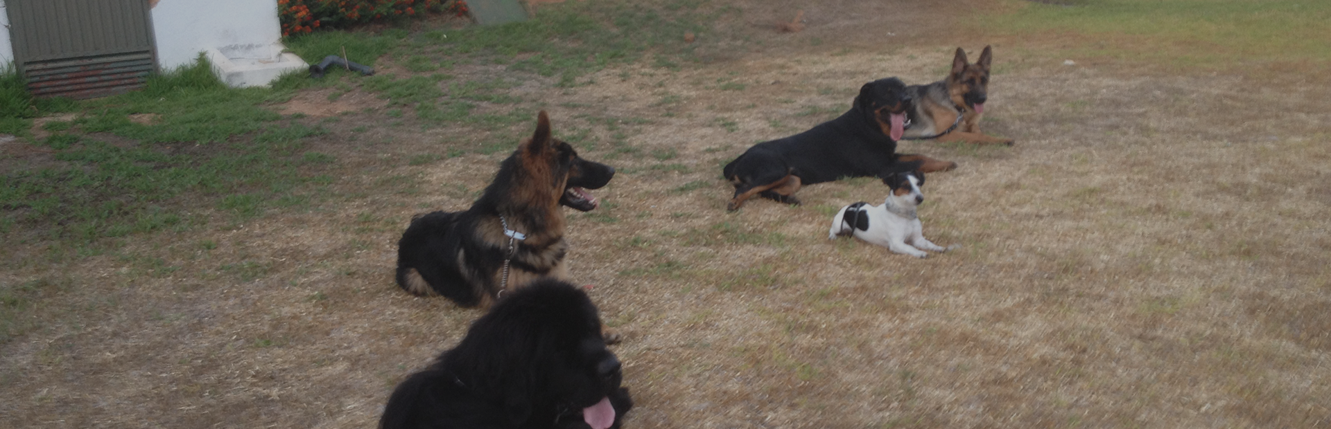 Residencia Canina