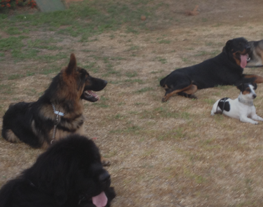 Residencia Canina